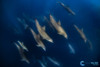  Explore Baja North To South Adventure October 2027 