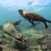 Sea lions playing underwater in La Paz