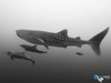 Socorro Warm Water Pelagic Trip 2026 