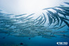  Raja Ampat Biodiversity Bonanza December 2027 