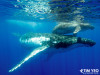  Close Encounters with Humpback Whales in French Polynesia 2026 