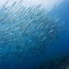  Halmahera Group Trip on the Ambai August 2027 