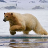  Svalbard Polar Bears May 2025 