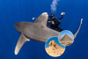 Red Sea Sharks and Iconic Wrecks Adventure 2026 