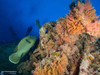  Red Sea Sharks and Iconic Wrecks Adventure 2026 