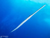  Red Sea Sharks and Iconic Wrecks Adventure 2026 