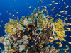  Red Sea Sharks and Iconic Wrecks Adventure 2026 