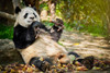  Explore The Wild Side Of China 2027 
