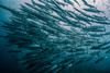  Sipadan Dive Adventure 2027 