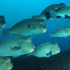 A school of bumphead parrotfish