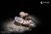 An octopus curled up