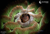 A fish hides in its coral