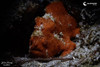  Anilao Philippines Ultimate Photo Workshop December 2027 