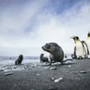 A sea lion surrounded by penguins