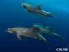 Socorro Manta And Shark Madness Photo Workshop 2028 