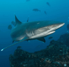 A shark side eyes the camera