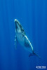  Close Encounters With Humpback Whales In French Polynesia 2027 