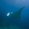  Discover Komodo On The Amira August 2028 