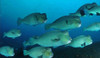  Sipadan Dive Adventure 2028 