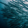 Large school of barracuda