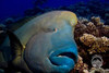  Palau Bumphead Spawning Trip 2028 