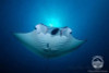  Palau Bumphead Spawning Trip 2028 