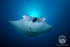 A manta ray glides overhead