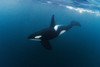 An orca descends into the water