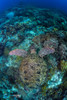 A sea turtle swims above a coral reef