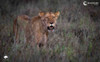 Tanzania Big Game Safari August 2027 