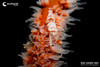  Lembeh & Bangka Macro & Blackwater Workshop August 2027 