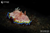  Lembeh & Bangka Macro & Blackwater Workshop August 2027 