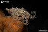  Lembeh & Bangka Macro & Blackwater Workshop August 2027 