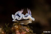  Halmahera Remote Indonesia Liveaboard Trip September 2027 