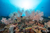  Halmahera Remote Indonesia Liveaboard Trip September 2027 