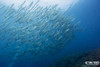  Halmahera Remote Indonesia Liveaboard Trip September 2027 