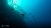  Remote Tubbataha Liveaboard Expedition 2028 