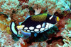  Remote Tubbataha Liveaboard Expedition 2028 