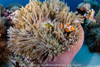  Remote Tubbataha Liveaboard Expedition 2028 