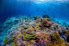  Remote Tubbataha Liveaboard Expedition 2028 