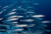  Remote Tubbataha Liveaboard Expedition 2028 