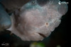 An orange frogfish