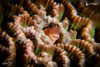 Macro critters in Anilao