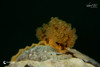  Anilao Philippines Ultimate Photo Workshop April 2028 