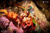  Anilao Philippines Ultimate Photo Workshop April 2028 