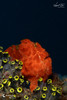  Anilao Philippines Ultimate Photo Workshop April 2028 