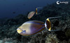 Beautiful fish in Fakarava