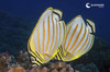 Two ornate butterfly fish