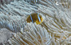  Fakarava Wall Of Sharks Trip 2028 