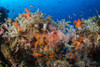  Komodo Dragons, Mantas & Reef Adventure 2028 